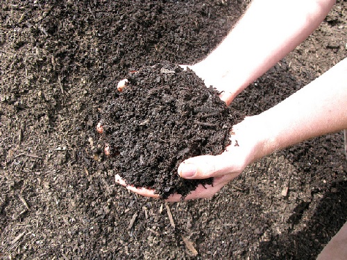 suelo con materia orgánica